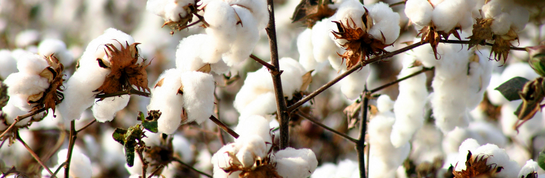 Cotton vs Organic Cotton