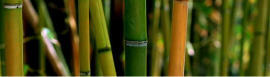 Bamboo vs Cotton