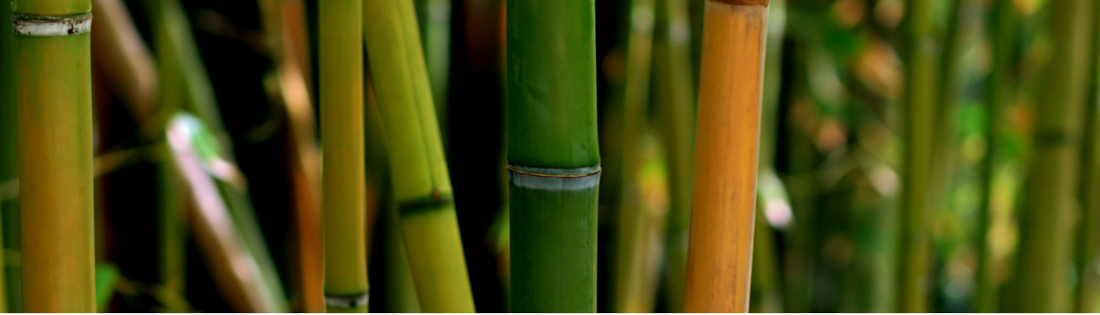 Bamboo Forest