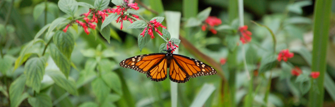 Monarch Butterflies: History, Threats, and Conservation Efforts