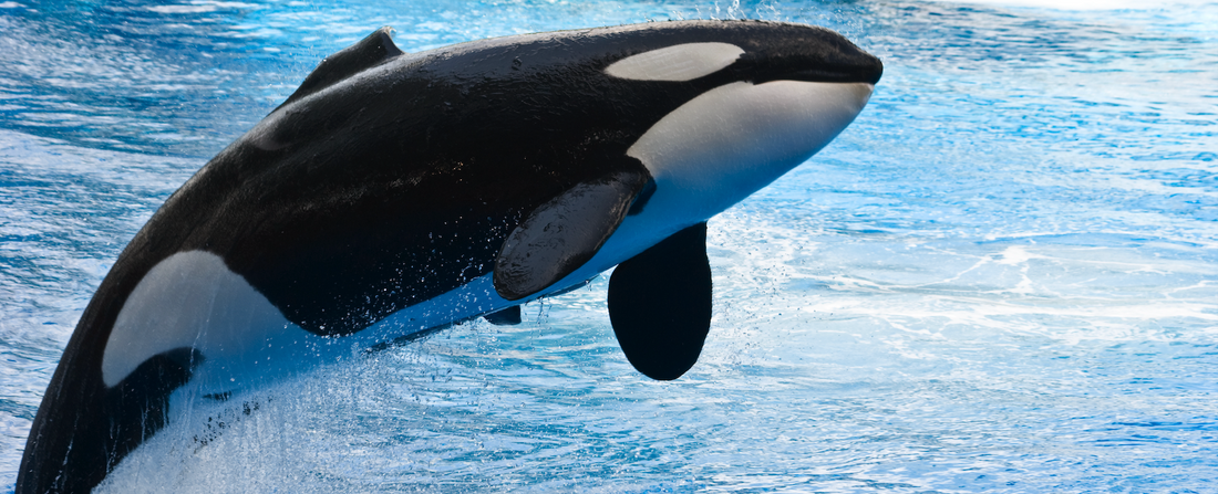 Orca Whales: Histroy, Threats, and Conservation Efforts
