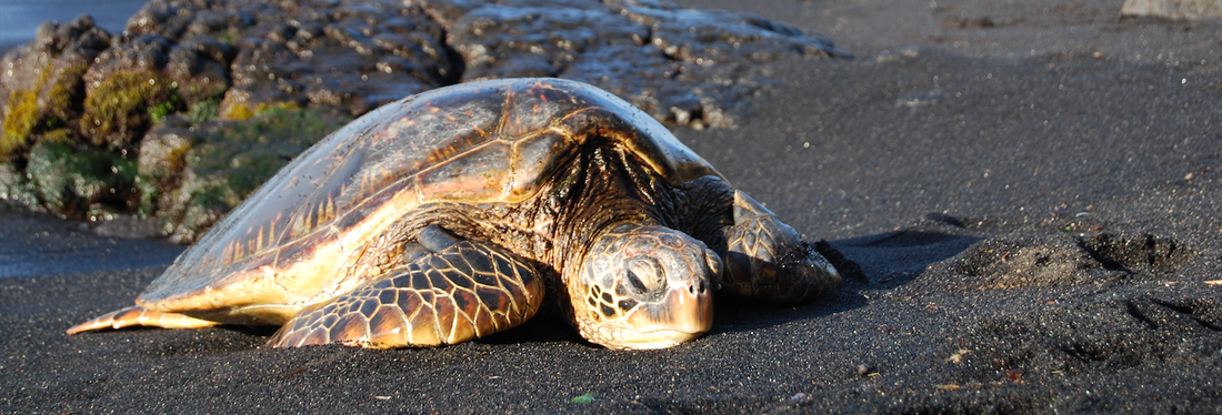 The Fascinating History and Critical Conservation of Sea Turtles